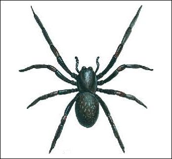 Spider Identification Chart • Distribution • Venom Toxicity • First Aid Spider Identification Chart, Black House Spider, Spider Identification, Window Framing, Funnel Web Spider, Spider Venom, Get Rid Of Spiders, House Spider, Heavy Sweating