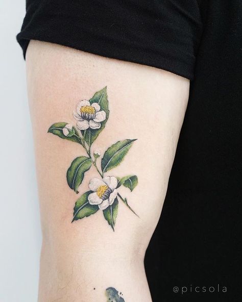 Ola | tattoo artist🌿 on Instagram: “Camellia sinensis or tea tree for Cindy, thank you! #camelia #cameliatattoo #teatree” Japanese Camellia Tattoo, Camellia Tattoo Design, Camellia Flower Tattoo Design, Tea Leaves Tattoo, Camellia Sinensis Tattoo, Japanese Camellia Flower Drawing, Dragon Tattoo Arm, Tea Tattoo, Camellia Flower