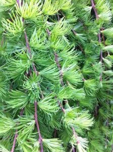 Weeping Larch, Small Garden Bed, Larix Decidua, Corner Fence, Larch Tree, Unique Trees, Spring Color, Garden Bed, Garden Trees