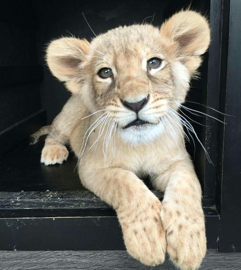 Ando Hot, Baby Tigers, Lion Cubs, Exotic Cats, Pet Tiger, Cute Lion, Lion Cub, Baby Lion, Pretty Animals