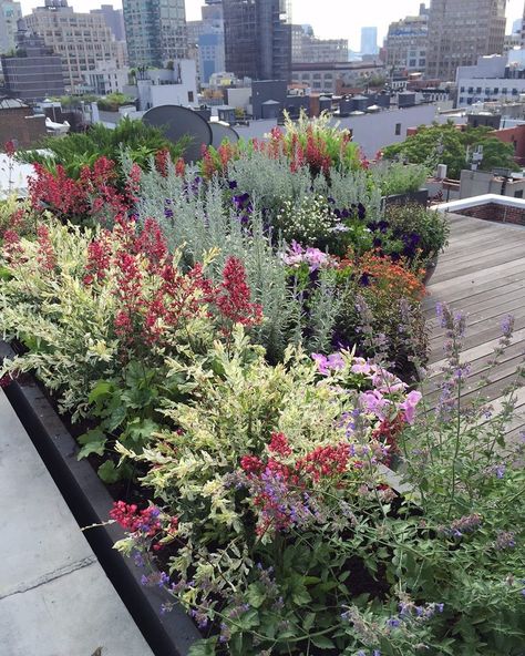 Roof Garden Plants, Dorm Wall Decor Ideas, Rooftop Garden Urban, Cozy Cubicle, Rooftop Gardens, Roof Garden Design, Green Roofs, Dorm Wall Decor, Balcony Plants