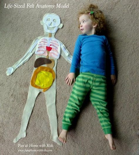 A fun and meaningful way to introduce human anatomy to young children!I want to welcome my guest today who is Asia from Fun at Home with Kids. Asia, along with the help of her adorable daughter, is here to share with you this amazing life size anatomy Felt Anatomy, Human Body Activities, Human Body Unit, Kid Science, Anatomy Models, Kids Science, Preschool Science, Cycle 3, Homeschool Science