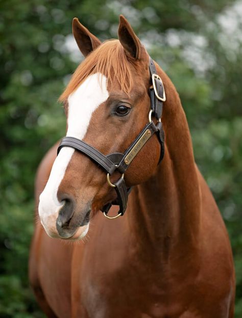 Horse Wallpapers, Face Markings, Chestnut Horses, Thoroughbred Stallion, Hilarious Dogs, Reining Horses, Horses Equestrian, Horse Wallpaper, Race Horses