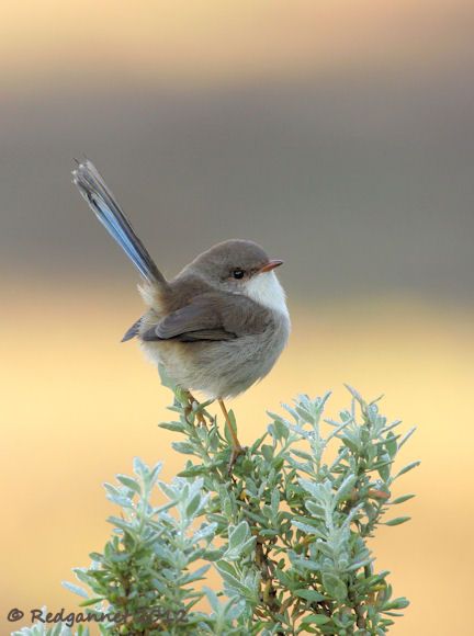 Fat Bird, Bird Sitting, Kinds Of Birds, Australian Birds, Airbrush Art, Pretty Birds, Bird Photo, Colorful Birds, Cute Birds