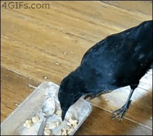 Crow feeds a dog Cat And Dog Memes, Cat Animated, Crows Ravens, Lovely Animals, Cat Feeding, Dog Gifs, Squirrels, Crows, Video Chat