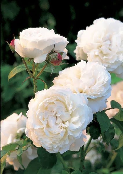 Rose Winchester Cathedral Winchester Cathedral Rose, Potted Roses, Deadheading Roses, Winchester Cathedral, Court Yard, Rose Belle, Austin Rose, Shrub Roses, Moon Garden