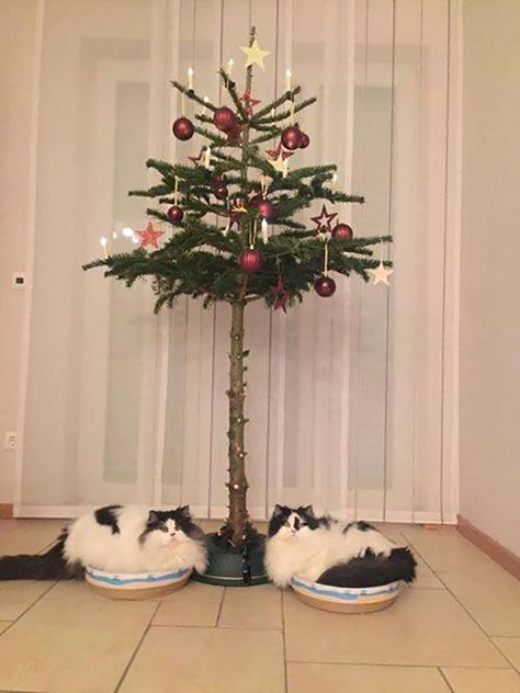 Genius Hacks to Cat-Proof Your Christmas Tree – Meowingtons Cat Proof Christmas Tree, Cat Proofing, Black And White Cats, Cat Christmas Tree, White Cats, Kitty Kitty, Funny Animal Pictures, Cat Stuff, Christmas Animals