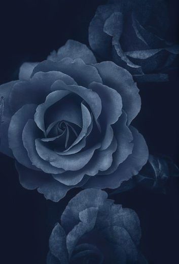 Navy Blue Aesthetic, Blue Aesthetic Dark, Rosé Aesthetic, Briar Rose, Prussian Blue, Night Garden, Moody Blues, Rose Wallpaper, Blue Roses