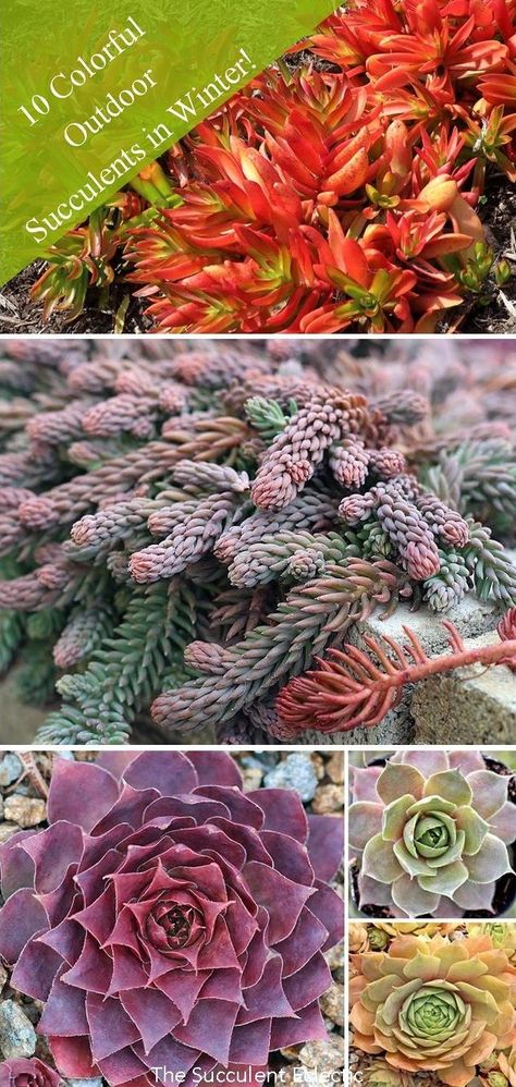 Winter Succulents Outdoor, Cold Hardy Succulents, Oregon Landscaping, Rock Beds, Succulents Care, Outdoor Succulents, Succulent Garden Outdoor, Hardy Succulents, Garden Board