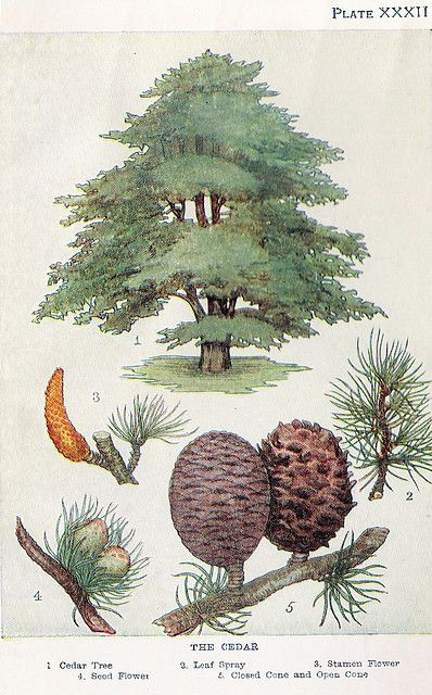 vintage botanical illustration Cedar Botanical Illustration, Cedarwood Illustration, Cedar Illustration, Ceder Tree, Tree Botanical Illustration, Vintage Botanical Drawings, Cedrus Atlantica, Boom Kunst, Illustration Botanique Vintage