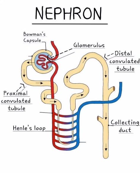 Nephron . . . . . . . . #NEET2024 #NEETPreparation #NEETExam #NEETStudents #MedicalAspirants #Biology #Chemistry #Physics #NEETTips #instagram #viral #trending Biology Diagrams, Nursing School Inspiration, Learn Biology, Medical School Life, Nursing School Motivation, Study Biology, Basic Anatomy And Physiology, Nurse Study Notes, Biology Facts