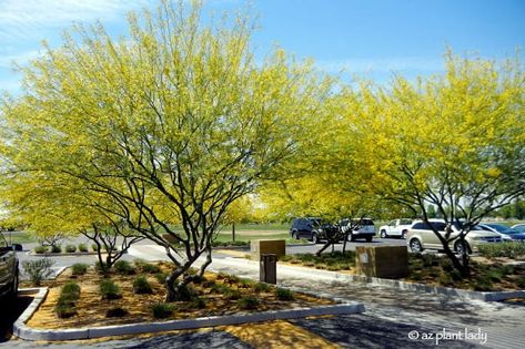 Tree With Yellow Flowers, Drought Resistant Trees, Desert Trees, Privacy Plants, Drought Tolerant Garden, Drought Tolerant Landscape, Native Plant Gardening, Drought Resistant, Desert Garden