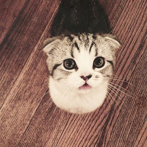 Meredith Swift (@MeredithGrayS) | Twitter Meredith Swift, Hover Cat, Taylor Swift Cat, Mother Cat, Olivia Benson, Cat Tags, Meredith Grey, Scottish Fold, Baby Kittens