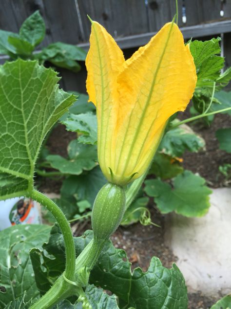 Rotting Pumpkin, Dry Fruits Benefits, Squash Flowers, Blossom Painting, Different Types Of Vegetables, Vegetable Farming, Beautiful Fruits, Home Vegetable Garden, House Plants Decor