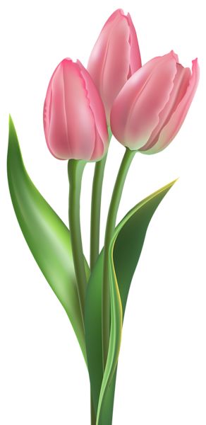 Tulip Painting, Tulips Art, Inspiration Tattoos, Spring Clipart, Peonies Wreath, The Secret Garden, Pink Tulips, Flower Art Painting, Tulips Flowers