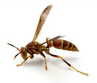 Insect Warrior, Wasp Stings, Nature Reference, Wasp Nest, Carpenter Bee, Nature Studies, Types Of Insects, Bees And Wasps, Bee Movie