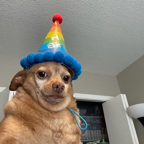 Cheddar on Instagram: "No one came to his party
*
*
*
*
*
*
* 
#Chihuahua, #petsofInstagram, #funny #Instadaily #pets #Cute #Stinky #Frito #FeelsGood #memes #dank #chihuahuasofinstagram #reelsdaily #petstagram #dogsofinstagram #instagood #doginstagram #instagood #reels" Happy Birthday Baby, Illustration Procreate, Pets Cute, Illustrator Illustration, Cheddar, Chihuahua, Memes, Birthday, Funny