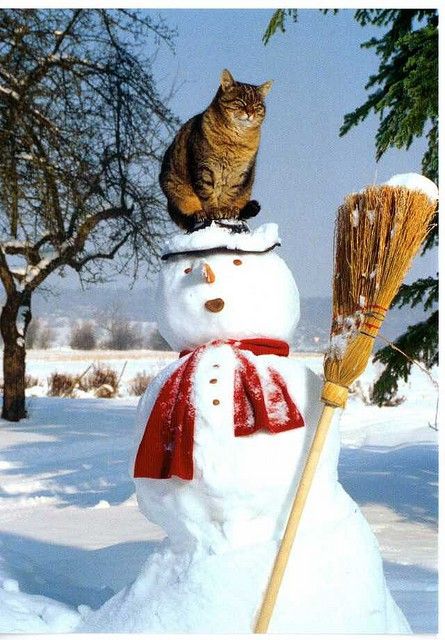 Uh Oh A Broom, 카드 디자인, Cats Meow, Crazy Cat Lady, Winter Scenes, 귀여운 동물, Baby Cats, Christmas Cats, Crazy Cats