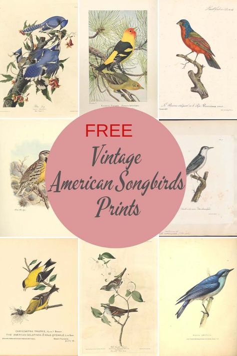 Free Printable Birds Prints, Cottagecore Prints For Wall, Bird Printables Free, Free Bird Printables, Vintage Bird Cage Decor, Vintage Bird Tattoo, Vintage Bird Prints, Bird Printables, Vintage Bird Illustration