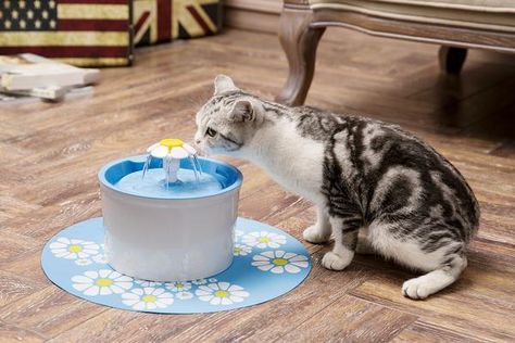 Why Won't My Cat Drink Out Of Her Bowl? – Meowingtons Cat Drinking Water, Gato Ragdoll, Dog Water Fountain, Cat Water Bowl, Dog Water Dispenser, Cat Fountain, Cat Water Fountain, Pet Water Fountain, Drinking Fountain