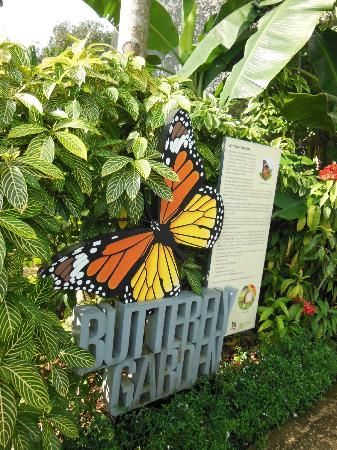 Singapore Nature, Butterfly Exhibit, Butterfly Farm, Butterfly Park, Info Board, Indoor Trees, Thrill Ride, Private Party, Butterfly Garden