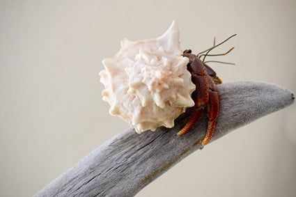 Hermit Crab Enrichment, Diy Hermit Crab Climbing Toys, Hermit Crab Toys, Ledge Decor, Crab Toy, Hermit Crabs, Hermit Crab, Crustaceans, Plant Life