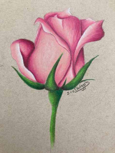 - Zoe Dwiggins Colour Pencil Flower, Galaxy Art Painting, Pencil Flowers, Newborn Congratulations, Drawing Rose, Watercolor Pencil Art, Pencil Drawing Images, Buddha Art Drawing, Book Crafts Diy