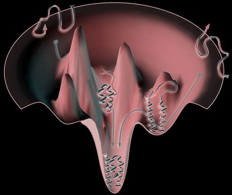 The folding funnel hypothesis is a specific version of the energy landscape theory of protein folding, which assumes that a protein's native state corresponds to its free energy minimum under the solution conditions usually encountered in cells. The folding funnel hypothesis assumes that the native state is a deep free energy minimum with steep walls, corresponding to a single well-defined tertiary structure. Protein Folding, Molecular Biology, Free Energy, Biochemistry, The Energy, Powerpoint Presentation, Funnel, Biology, Presentation