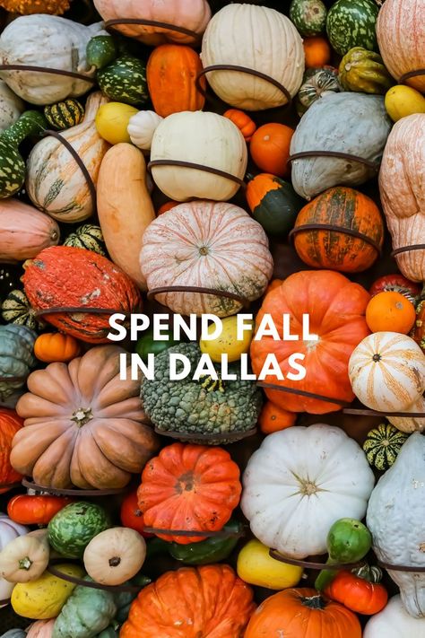 Things To Do In September, State Fair Of Texas, Things To Do In Dallas, Dallas Cowboys Game, Visit Dallas, Texas Life, State Fair, September 2024, Fall Fun