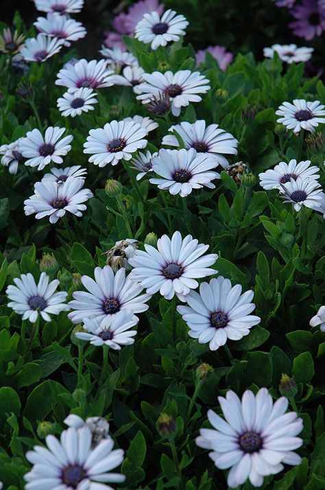 African Daisy Flower, Daisy Image, Garden Border Edging, Pine Garden, African Daisy, Plant Names, Flower Types, Landscape Gardening, Garden Catalogs