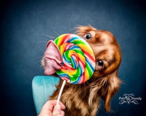 Dog Lollipop, Pup Pops, Lollipop Photo, Unique Lollipops, Handmade Lollipops, Pet Photography Studio, Colorful Photos, Ogden Utah, Photos With Dog