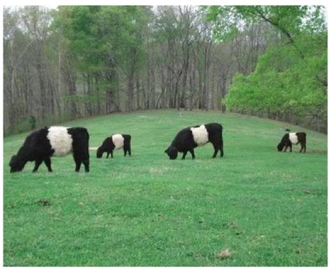 This post gives background information on raising miniature cattle and describes with photos 10 breeds of miniature cattle.   “Mini-Cows”  M... Galloway Cattle, Dexter Cattle, Miniature Cattle, Belted Galloway, White Cows, Miniature Cows, Mini Cows, Cattle Breeds, The Barnyard