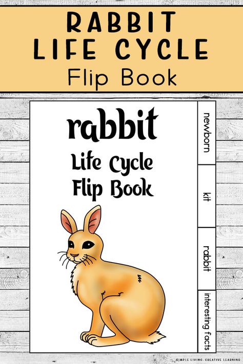 Kids will love learning about the different parts of a rabbit life cycle with this fun Rabbit Life Cycle Flip book. Rabbit Life Cycle, Life Cycles Preschool, Clover Craft, Body Parts For Kids, Life Cycle Craft, Study Craft, Animal Life Cycles, Rabbit Life, Animal Printables