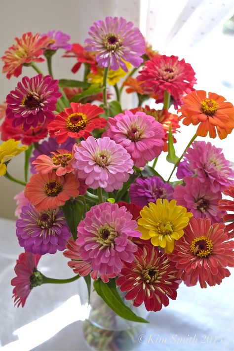 Zinnia Bouquet, Zinnia Garden, Zinnia Elegans, Pinterest Guide, Zinnia Flowers, Flower Guide, Cut Flower Garden, Seasonal Flowers, Morning Flowers