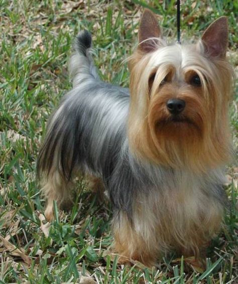 This is what my Marley would look like if we didn't cut his hair! Chug Dog, Australian Silky Terrier, Australian Terrier, Yorkie Terrier, Silky Terrier, Yorkshire Terriers, Yorkshire Terrier Puppies, Terrier Puppies, Yorkie Puppy