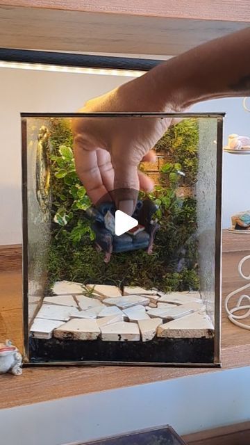 GreenRoom on Instagram: "We can't stop making these Diorama Terrariums. So in love with this scene" Diorama Terrarium, Terrarium Scene, So In Love, Terrarium, Doll House, In Love, Canning, On Instagram, Instagram