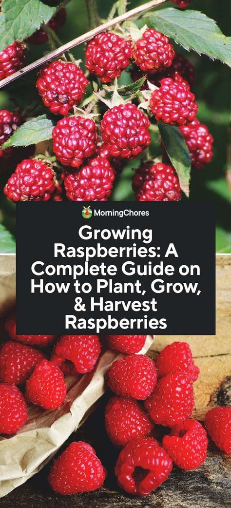 Growing Raspberries: A Complete Guide on How to Plant, Grow, & Harvest Raspberries Raspberry Bushes, Raspberry Bush, Growing Raspberries, Raspberry Plants, Home Vegetable Garden, Growing Fruit, Diy Tags, Food Garden, Fruit Garden