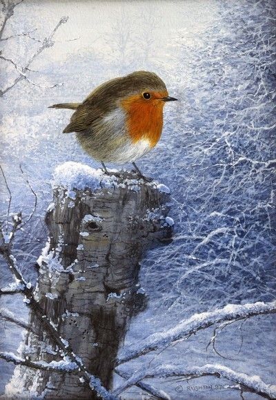 Winter Art Projects, Advocate Art, Winter Bird, Nature Art Painting, Bird Pictures, Winter Pictures, Winter Art, Pretty Birds, Christmas Paintings