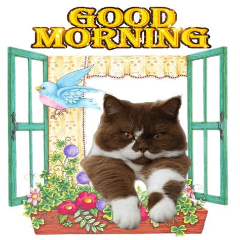 Cat Messages, Good Morning Cute, Cat Games, Beautiful Good Night Quotes, Beautiful Kittens, Good Morning Flowers Pictures, Kitty Games, Cute Photo, Cute Good Morning