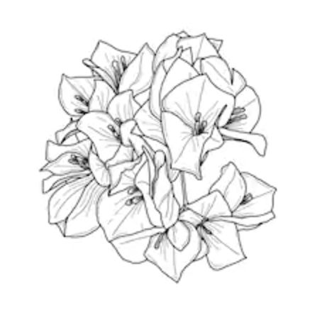 Bougenville Flowers Tattoo, Bougainvillea Tattoo Black, Bougainvillea Drawing Black And White, Begonia Sketch, Bougainvillea Tattoo, Bouganvilla Flower Illustration, Bougainvillea, Hand Carved Wood, Tattoo Inspo