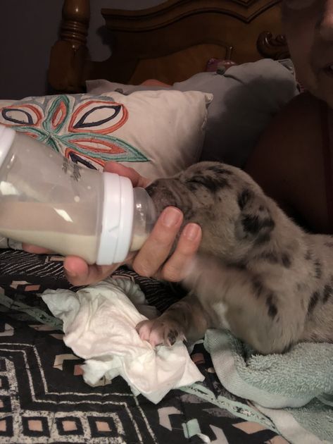 Bottle Feeding PitBull Puppies. Had to use (Infant Newborn Baby Bottles ) 💙 Merle Bully, Newborn Baby Bottles, Pitbull Puppies, Blue Merle, Bottle Feeding, Baby Bottles, Pitbull, Newborn Baby, Puppies