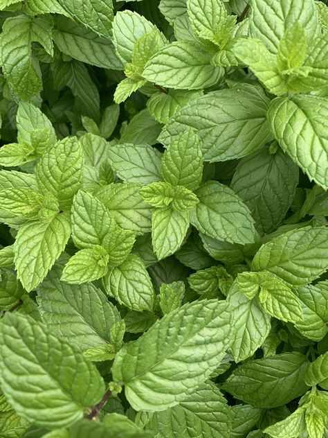 #mint #herbgarden #harvest #green #herbs Mint Herb Aesthetic, Mint Leaf Aesthetic, Mint Leaves Aesthetic, Mint Plant Aesthetic, Soda Design, Mint Plant, Mint Herb, Green Herbs, Mint Flower