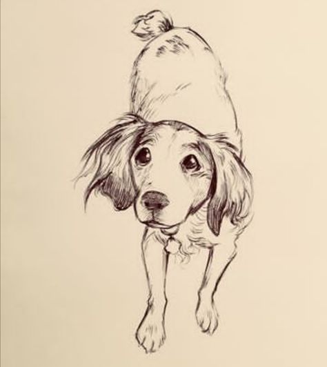 Spaniel Drawing, Bev Johnson, Art Drawing Sketch, Brittany Spaniel, Drawing Sketch, Art Drawing, Spaniel, My Family, Female Sketch