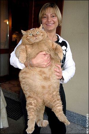 .wow Fat Animals, Huge Cat, Giant Cat, What Cat, Orange Cats, Orange Tabby, Ginger Cats, Fat Cats, Orange Cat