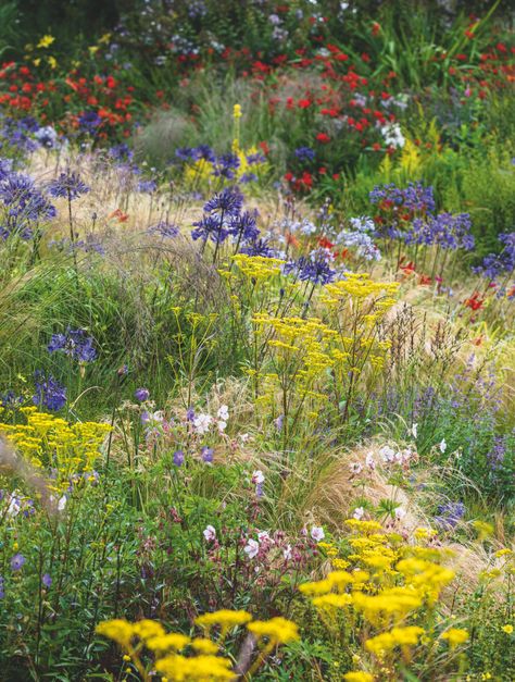 Required Reading: 'Wild: The Naturalistic Garden' by Noel Kingsbury - Gardenista Prairie Garden Ideas, Navidad Aesthetic, Maine Garden, Planting Combinations, Florida Flowers, Naturalistic Garden, Growing Garden, Dutch Gardens, Prairie Garden