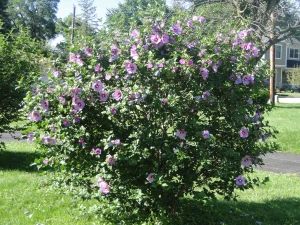 Hibiscus syriacus ‘Minerva’ (Rose of Sharon, Shrub Althea) | A Fascinating Green World Purple Rose Of Sharon, Hibiscus Syriacus, Seeds Gifts, Lavender Petals, Blue Lotus Flower, Garden Shrubs, Rose Of Sharon, How To Attract Hummingbirds, Vase Shapes