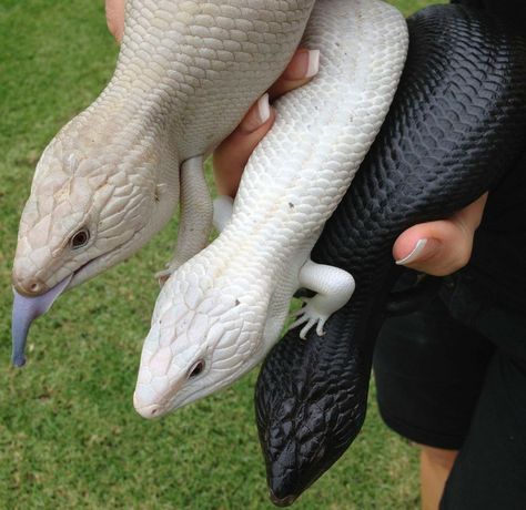 Blue Tongued Skink Lizard, Blue Tounged Skink, Blue Tongued Skink, Skink Lizard, Blue Tongue Lizard, Unusual Animal Friendships, Animal Friendships, Blue Tongue Skink, Pretty Snakes