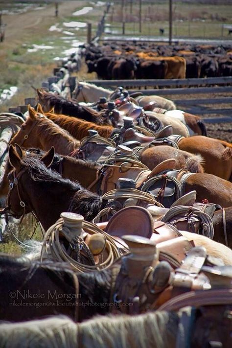 Beautiful Western Photography, Wilde Westen, Western Life, Rodeo Life, Cowboy Horse, Western Riding, Western Aesthetic, All The Pretty Horses, Horse Crazy