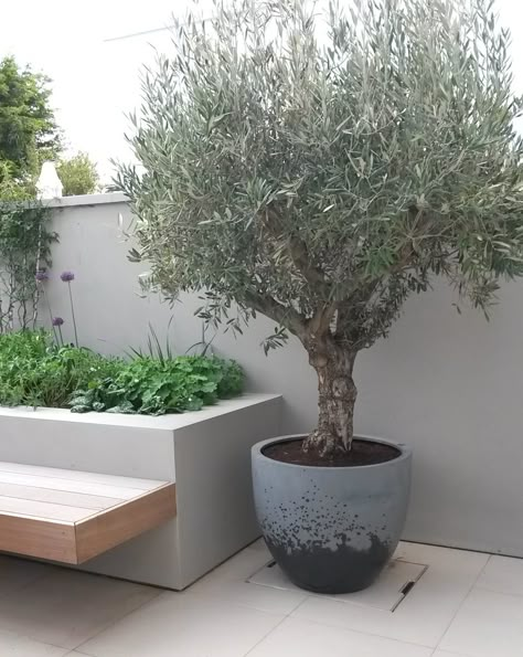 Pot Landscaping, City Garden Ideas, Pot Design Ideas, Pot Decoration Ideas, Olivier En Pot, Herbs In Pots, Potted Olive Tree, Small City Garden, Roof Garden Design