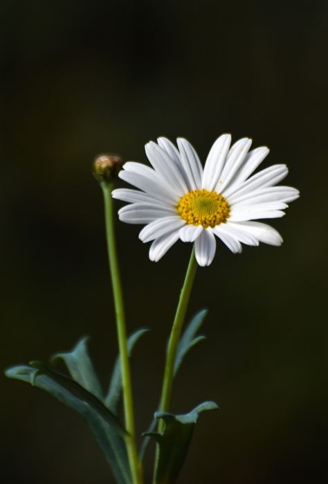 Daisy Reference, Daisy Flower Photography, Uk Wildflowers, Kidcore Accessories, Grey And Gold Wallpaper, Daisy Photo, Daisy Photography, Wild Daisy, April Birth Flower